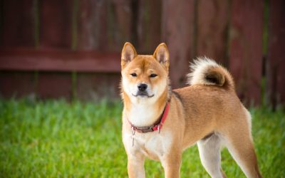Filmajánló: A kutyák szigete- Inugashima ( 犬ヶ島)