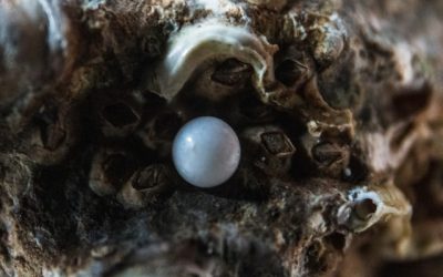 Filmajánló: AMA CHAN – avagy a gyöngyhalászok dala