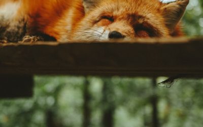 Miyagi prefektúra: Zao rókafalu