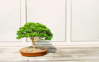 A japán törpefák (bonsai) története
